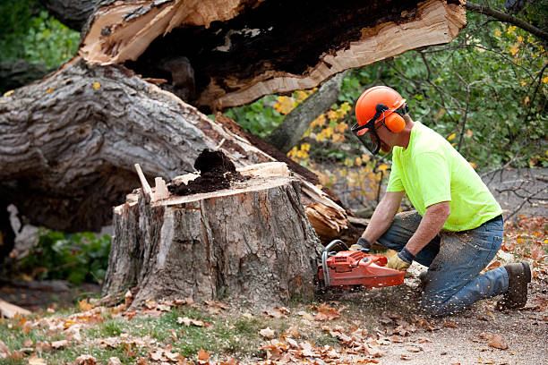 Best Tree Branch Trimming  in Westport, WA